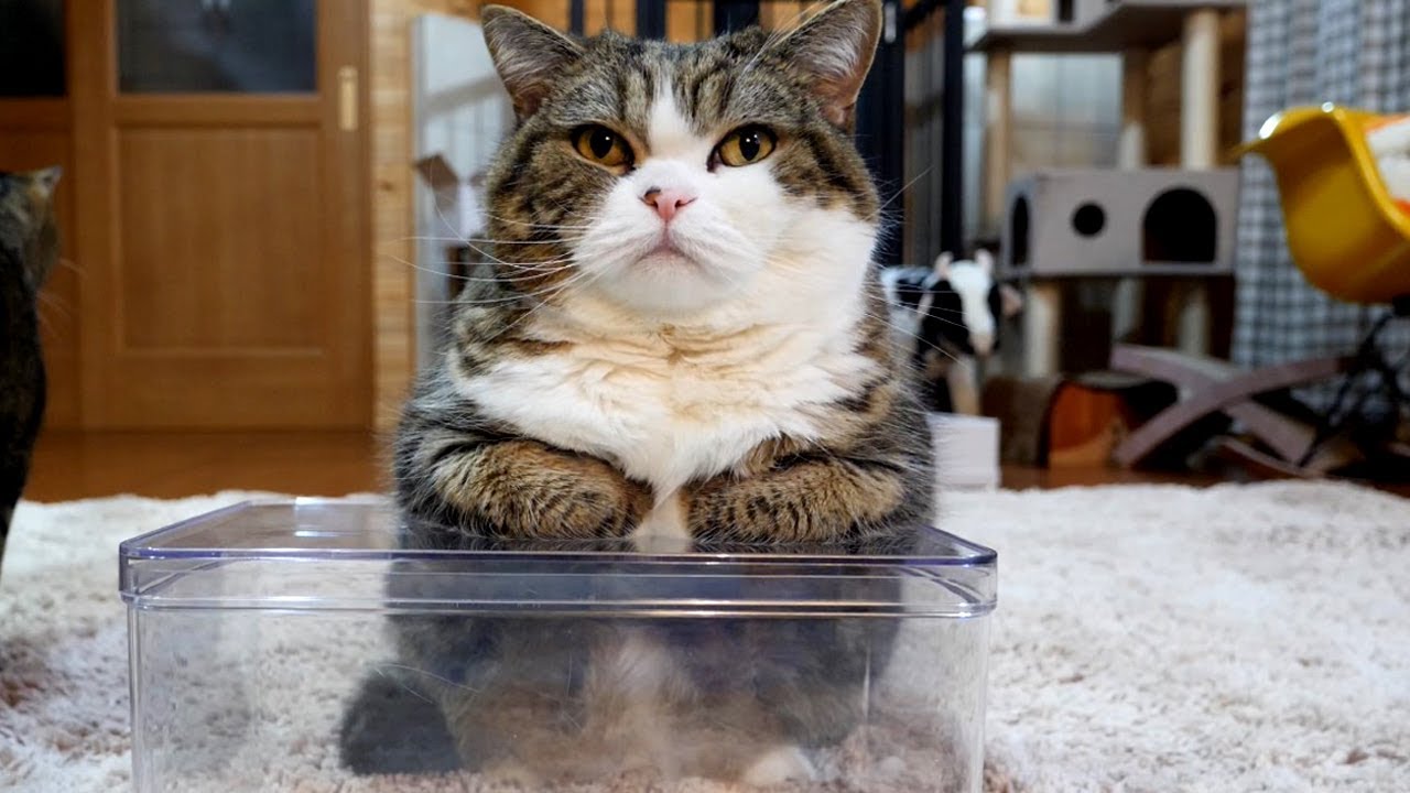 猫藓 透明な箱で寛ぐねこ。-Maru relaxes on the transparent box.-