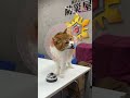 タマ王の特技を発表お見せします🎉|Let me show you Tama-o's special talent! 🎉