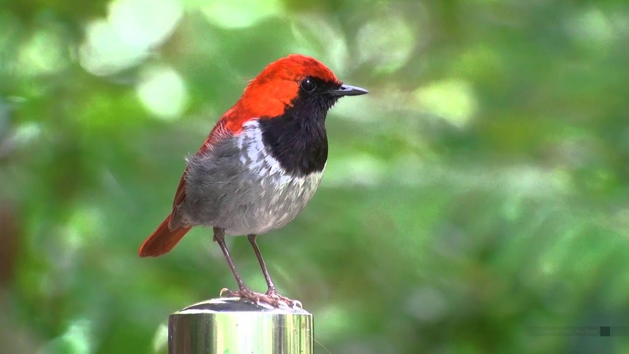 アカヒゲ（4）ホントウアカヒゲ - 国頭村 - Ryukyu robin - 国指定天然