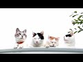 屋根の上の4匹のねこ 4 cats on the roof 191018