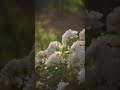 2026/05/11 #ばら苑 #アクセスロード #LUMIX #S1RII #Cinematic #8K動画 #rose #flowers #nature #takumar #garden #8k