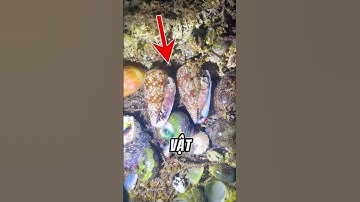 HÃY CẨN THẬN KHI NHẶT ỐC BIỂN #amazingfacts #facts