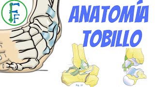 ANATOMIA DEL TOBILLO | Sistema Oseo | Sistema ligamentoso