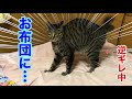 猫のお布団へのお漏らしからの　独占して逆ギレ（唐草猫ムタさん）