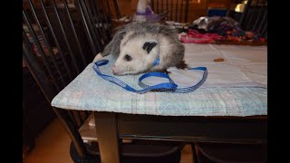 MANGO learning to be an opossum ambassador 12 30 21 by Ferncroft Rescue 551 views 2 years ago 1 minute