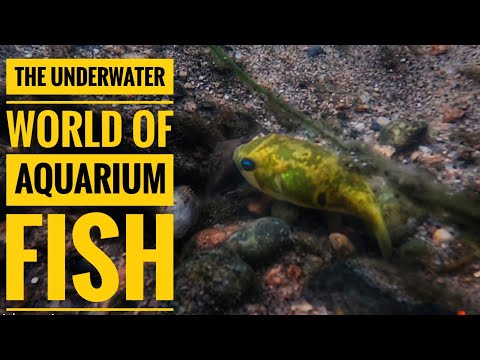 The UNDERWATER 🫧 world of Aquarium Fish 🌎 Leiodon Cutcutia 🐡 in river system #biotope #pets