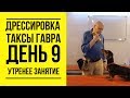 Дрессировка таксы Гавра. День 9. Утреннее занятие