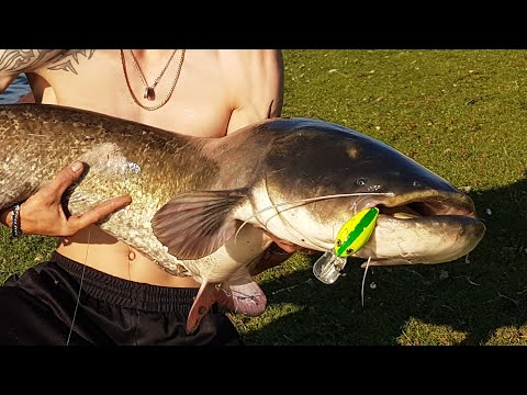 Catfish caught on a crankbait. Big catfish caught a small lure and reel.  Trolling for catfish. 