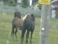 Head Horse (Mr. T.) Moves Herd - Hierarchy Behavior- Mental Stimulation- Rick Gore Horsemanship