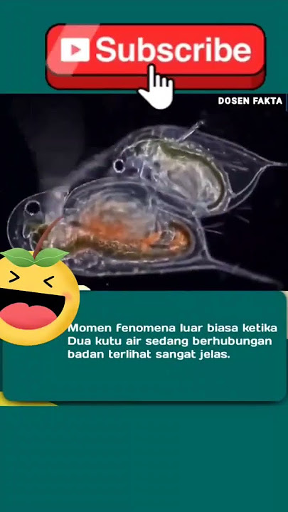 kutu air ngew3 🤣