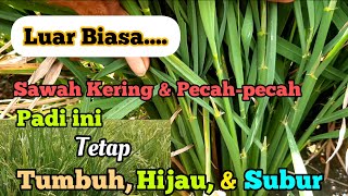 REKOMENDASI... Padi Yang Cocok Ditanam Pada Musim Kemarau. Sawah Kering Padi Tetap Tumbuh Subur