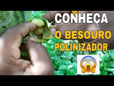 Vídeo: Como os besouros polinizam as flores: aprenda sobre a polinização dos besouros