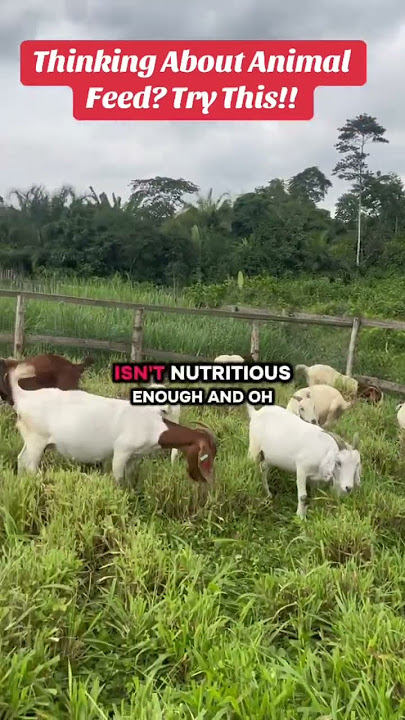 The never drying livestock feed solution!! #semanhyiafarms #animalfarming #goathusbandry