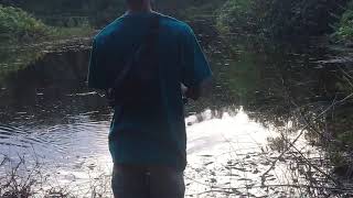 Mancing ikan gabus|| haruan spot rawa