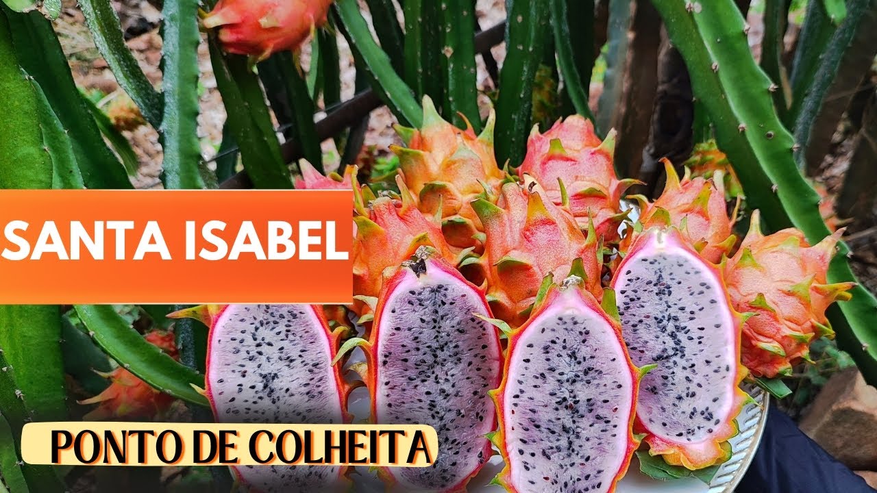 Surpreenda-se com a beleza e o sabor dessa pitaya! Híbrido Santa Isabel