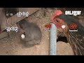 아기 원숭이를 오냐오냐 키웠더니 자꾸 옆집 닭알을 훔쳐옵니다..ㅣMonkey Steals Chicken Eggs Next Door Every Day LOL