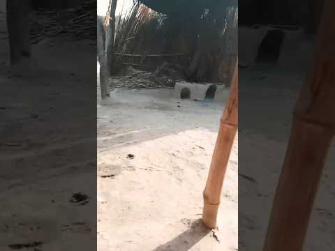 South New Funny May5 Videohttps Fb Watch JyrD RjQjU Mibextid NnVzG8 