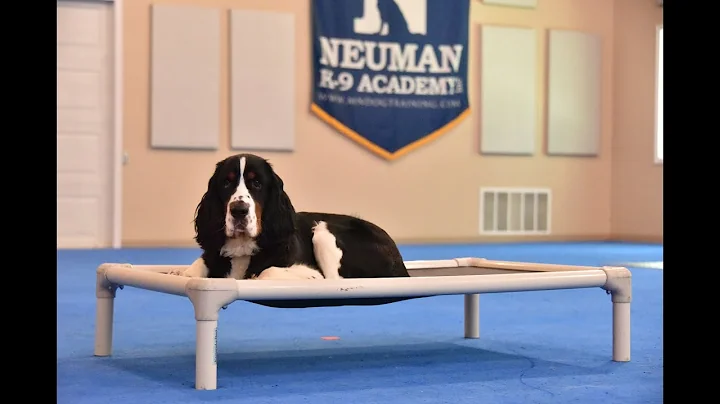 Charles (Springer Spaniel) Puppy Camp Dog Training...