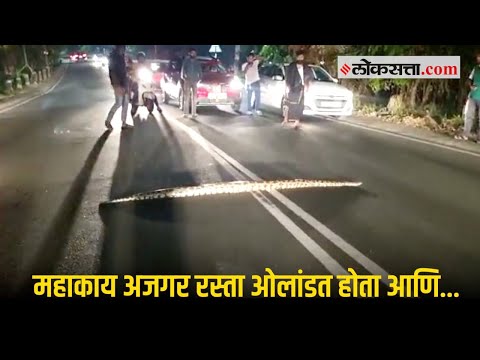 कहर... कोच्चीमध्ये ट्रॅफिक जॅम तो ही एका अजगरामुळे | Kochi Python Viral Video