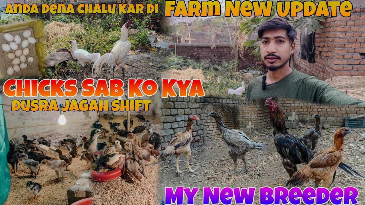 Chicks Sako Kya Dusra Jagah Shift 🐣 Farm New Update 🐣🐓 Parrot Beak Aseel Farm Black Skin Murga Farm 