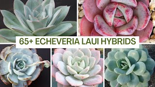 97 Echeveria laui HYBRIDS | MOODY BLOOMS