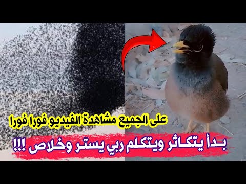 استمعو كيف يتكلم طائر المينا الخطير والذي بدأ يتكاثر في الجزائر وعلى الجميع أخذ الحيطة والحذر