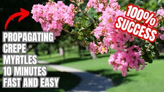 Successfully Propagating Crepe Myrtles From Cuttings | 100% Success By Following These Pro Tips |