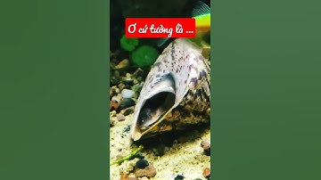 pha giả chết đi vào lòng đất của em chuột cafe | #cáthủysinh | #thủysinhđẹp