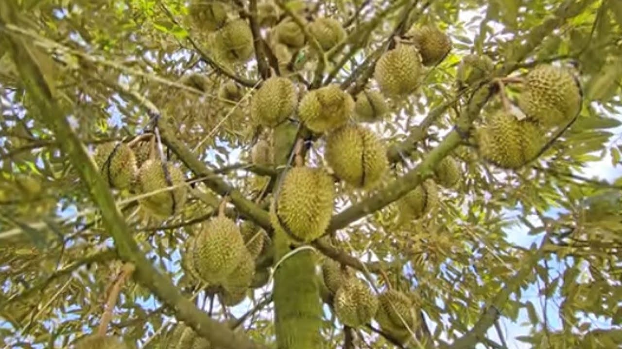 GIÁ XÔ LÙA 75K/KG. CHẤT CẢI TẠO ĐẤT MÀ + HÓA CHÂT THÌ CHỈ CÓ TỐN TIỀN: 0918 456 457 - 0375 456 457