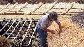 The RYE in the construction of ROOFS. Traditional technique to cover ROOFS with this cereal
