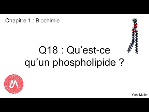 Vidéo: La phosphatidylsérine contient-elle de la sphingosine ?