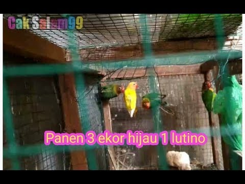 Panen Anakan Burung Lovebird 3 Warna Hijau 1 Warna Lutino Youtube