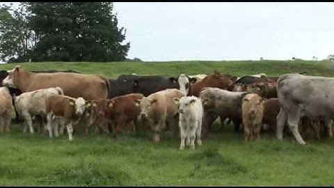 Flight Zone & Point of Balance