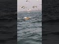 #friends #travel #nature #sea #dolphin