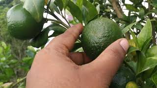বিখ্যাত ছাতকি কমলা এবার হবে আপনার ছাদেই