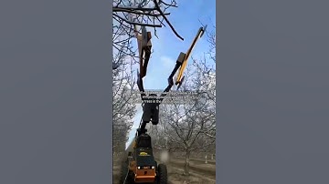 Efficient Tree Trimming in Action