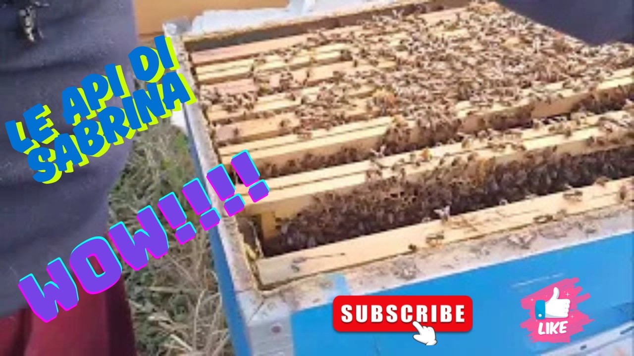 apicoltura : prima visita!!!!