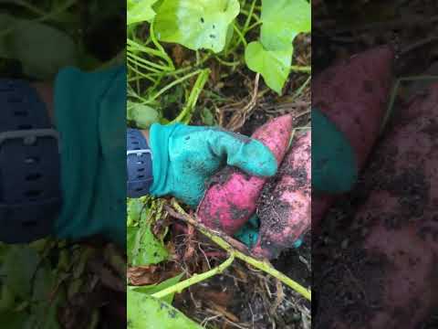 grow your grocery store - sweet potatoes at your fingertips