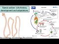 Life cycle in taenia solium