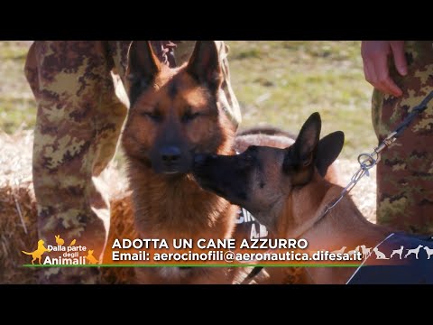 Video: Dare Un'altra Possibilità Ai Cani Da Lavoro Militari Con L'adozione