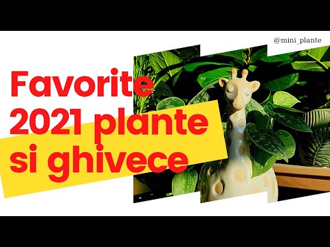 Favoritele anului 2021 - plante de interior si ghivece despre care nu stiai ca exista!