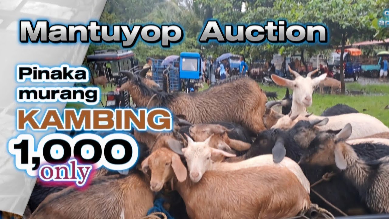 Murang Kambing sa Probinsya ng Siaton