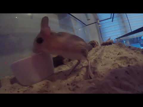 Jerboas