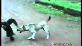 YouTube - funny monkey.flv