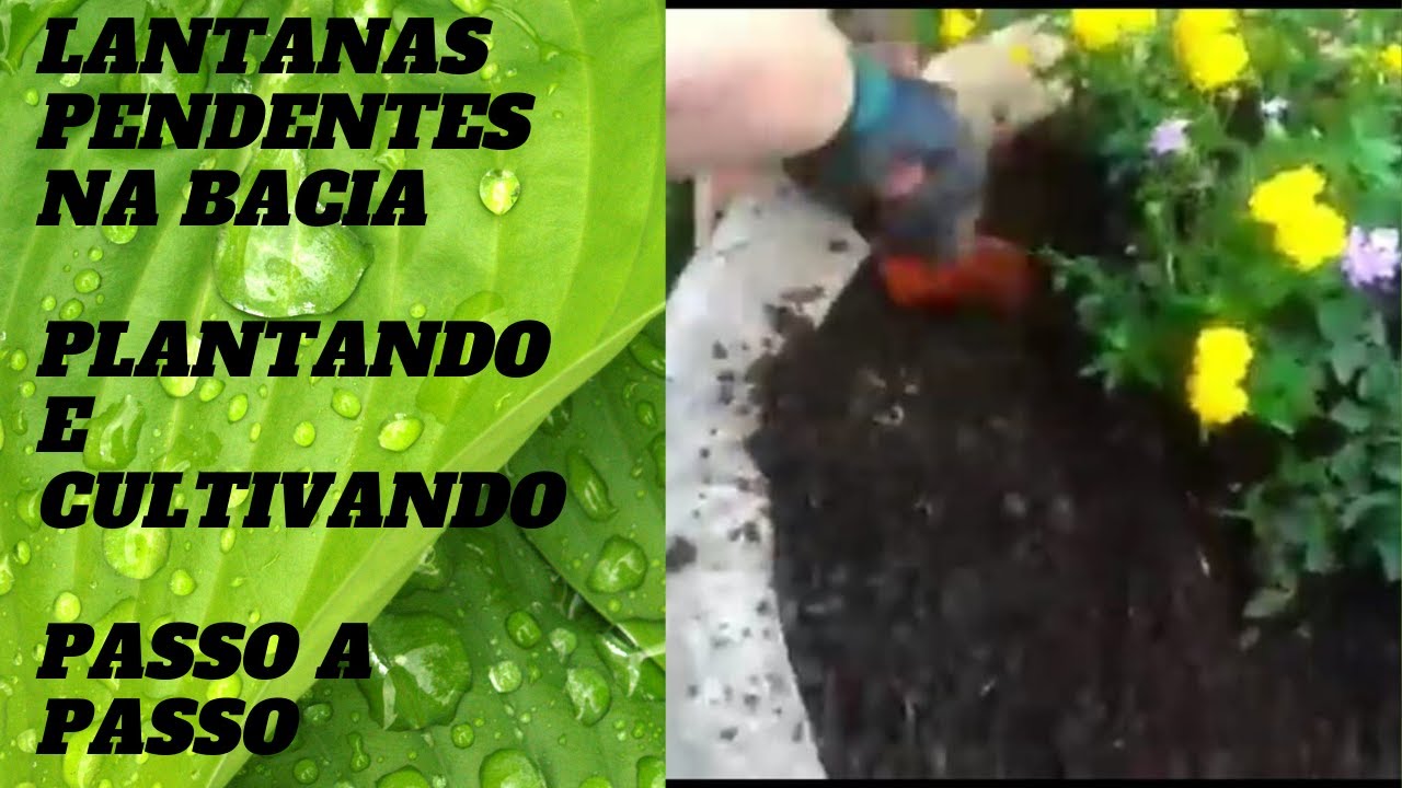 LANTANA AMARELAS E ROXAS PENDENTE] DICAS Como cultivar e plantar lantana  pendente, na bacia - thptnganamst.edu.vn