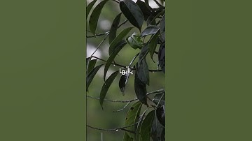 إن الله ولائكته يصلون على النبي سورة الاحزاب 56 الشيخ سعود الشريم