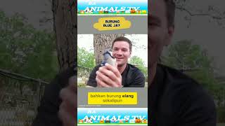 Burung Blue Jay si Burung Pintar #vidio#short #(@baanimalstv197)