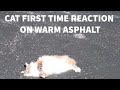 Cat First Time On Asphalt, Very Funny