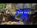 CATCHING Large Mouth Bass for an AQUARIUM???