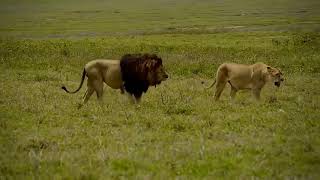 Lion Vs Buffaloes بكل شجاعة يواجه الاسد قطيع من الجواميس الخطيرة لوحده